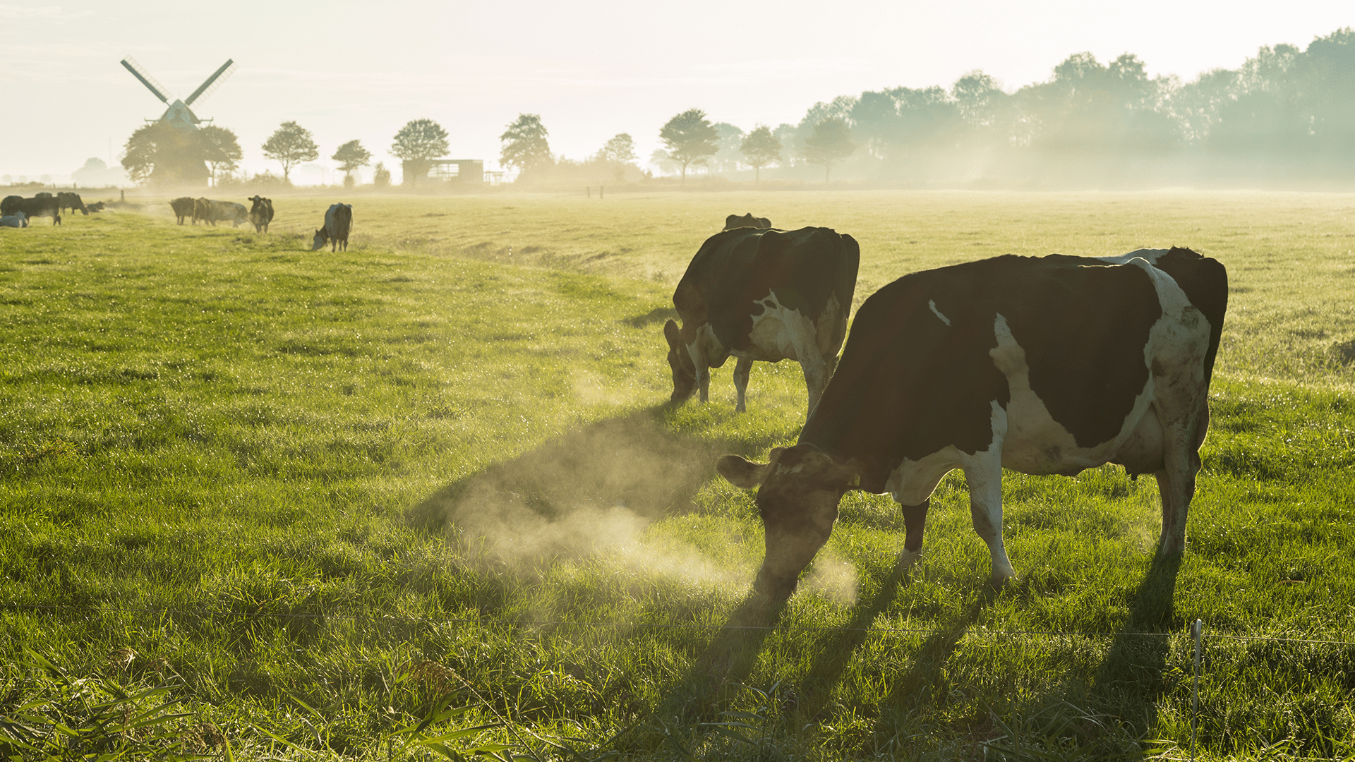 Koeien die in een veld grazen, landelijk gebied Nederland