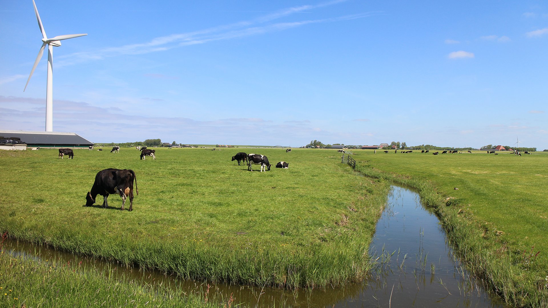 Koeien die aan het grazen zijn in een typisch landelijk gebied in Nederland